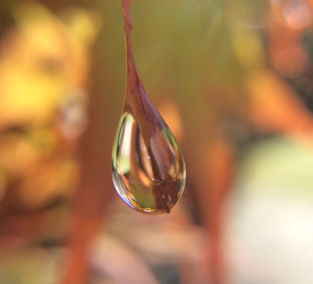 autumn-raindrop